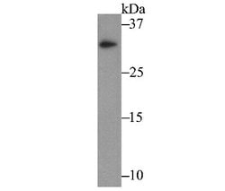 IL-31, Mouse anti-Human, Clone: 8-C3, Novus Biologicals 100 uL; Unconjugated:Antibodies,